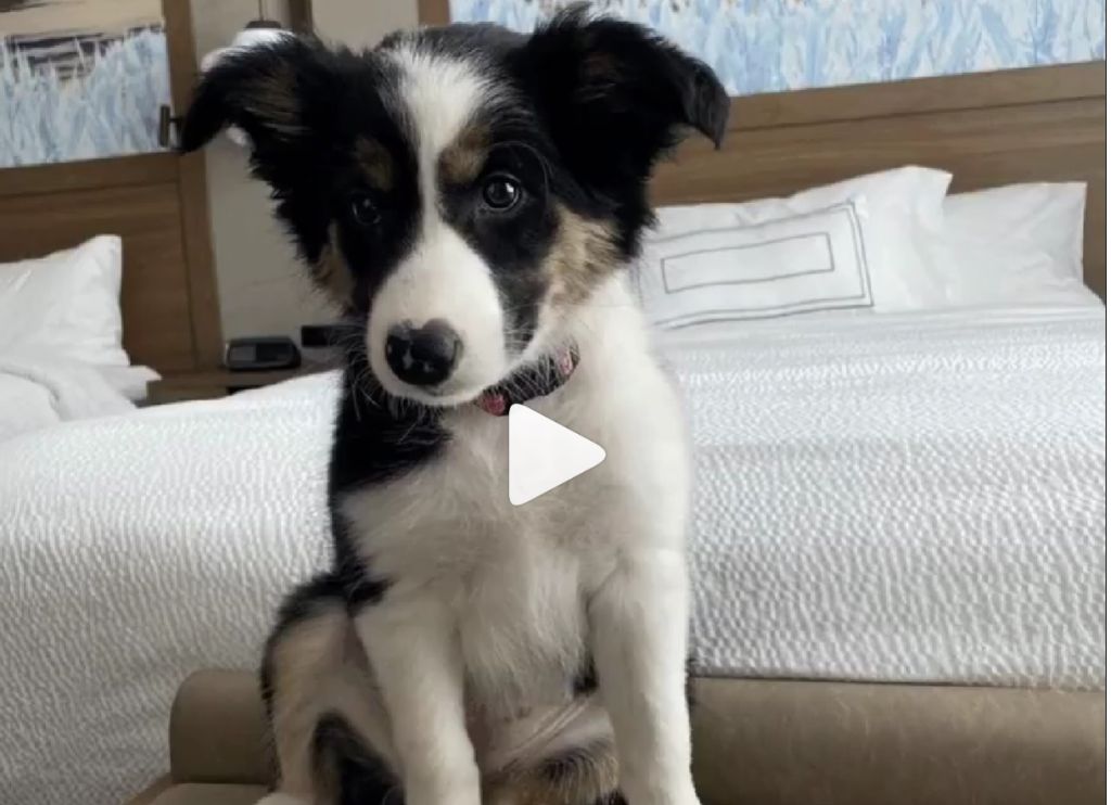 Pet-friendly Travel in Northern Indiana 3