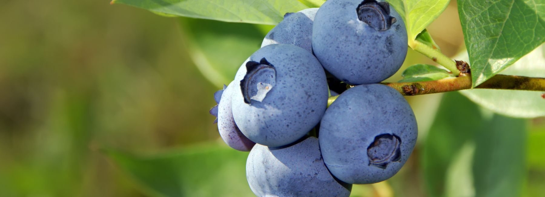 Close up of blueberries on bush
