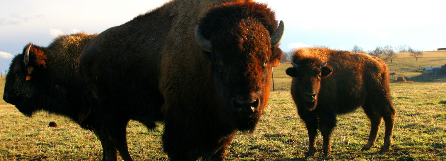 Bison Farm