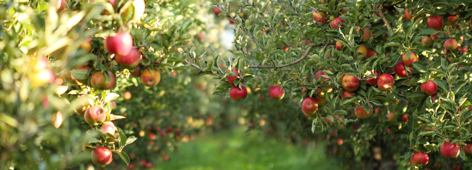 Apple Orchard