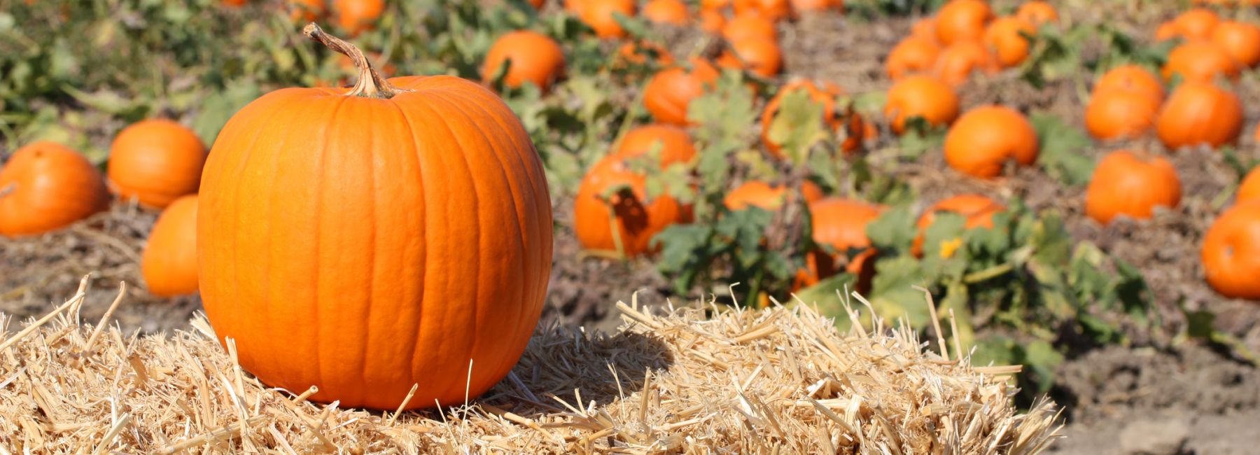 Ripe Pumpkin