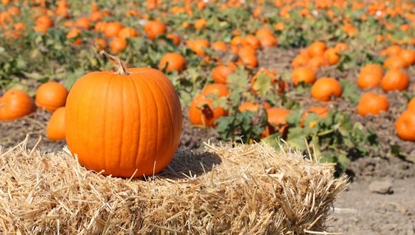 Ripe Pumpkin