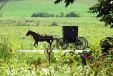 LaGrange Amish Buggy