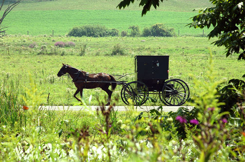 LaGrange Amish Buggy