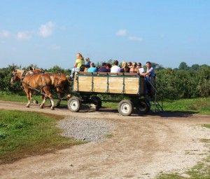 Wagon Ride at Garwood