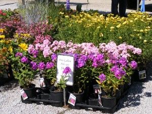 Perennial Daylilies