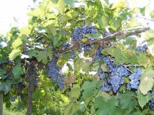 The Traminette grape is popular with Hoosier vintners
