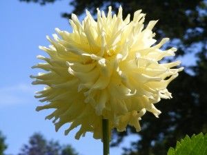 Dahlias