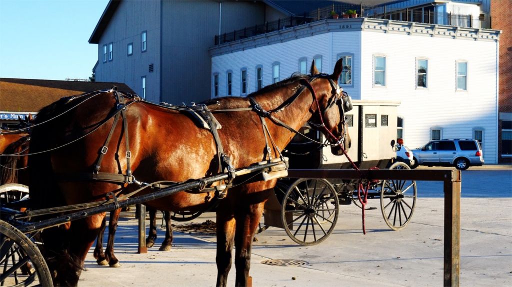 Shipshewana horse and buggy