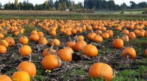 Pumpkin Patch