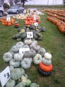 Multicolor Pumpkins