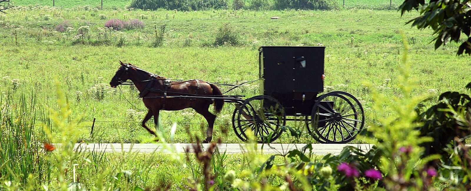 An Amish buggy is pulled by a horse down a country road.