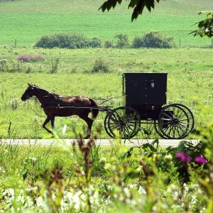 An Amish buggy is pulled by a horse down a country road.