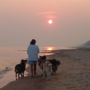 Dune sunrise, dogs