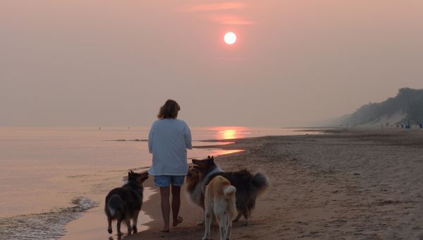 Dune sunrise, dogs