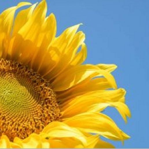 Sunflower Fair 1