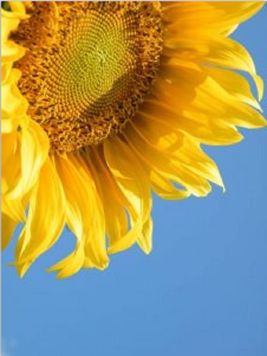 Sunflower Fair | NITDC - Indiana's Cool North