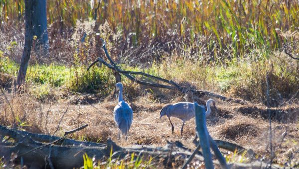 SANDHILL CRANE PADDLE