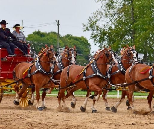 LaPorte County Draft Horse Show