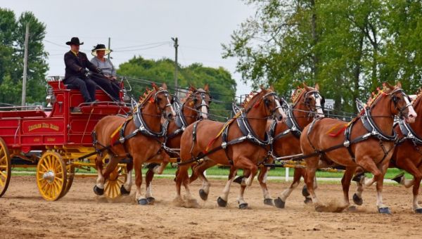 LaPorte County Draft Horse Show