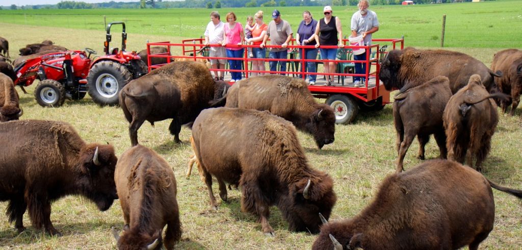 Buffalo or Bison at Broken Wagon Bison