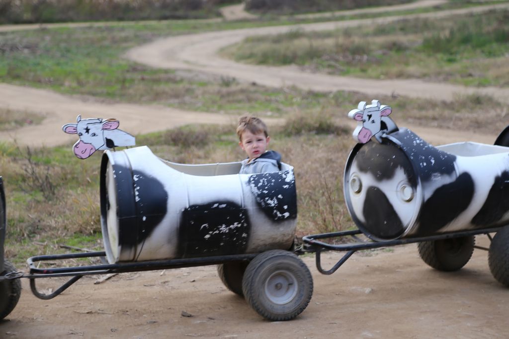 Cow Train at Thistleberry Farm