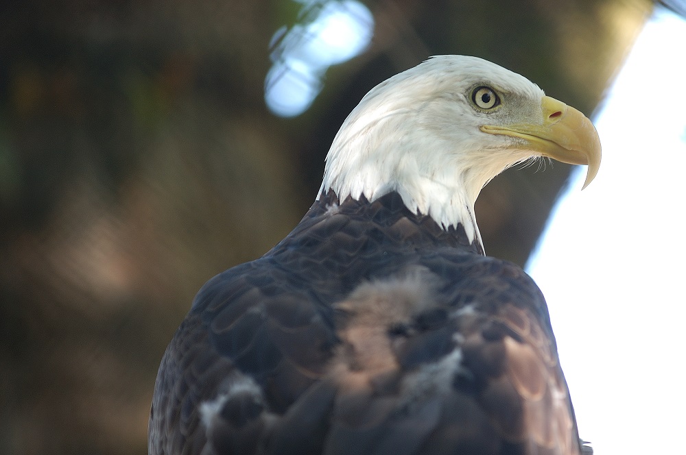 Washington Park Zoo- eagle