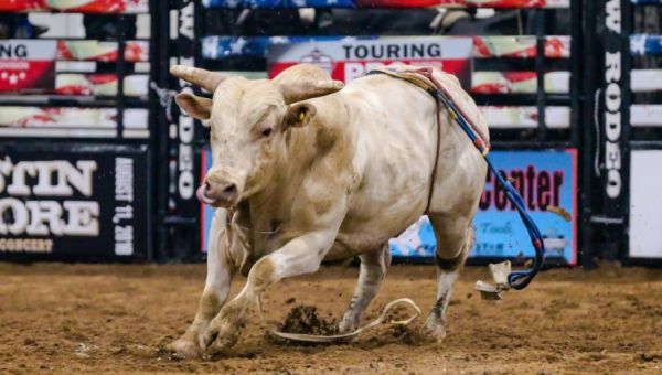 PBR Bull Fest