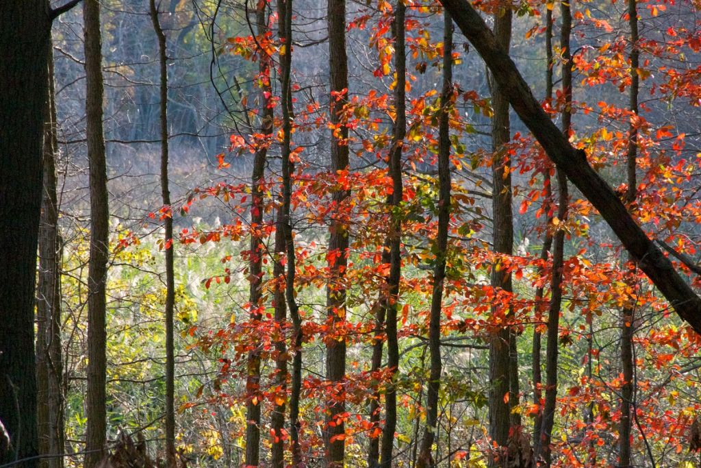 Fantastic Places to See Fall Foliage in Indiana’s Cool North 3