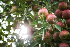 Kercher's Sunrise Orchard