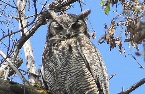 Superb-Owl Hike