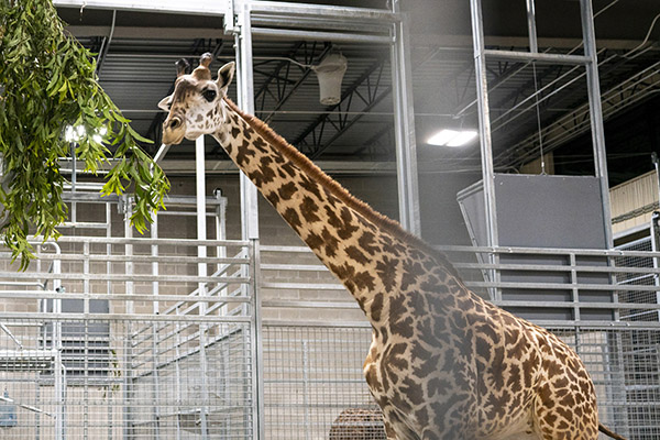 Meet the Giraffes at Potawatomi Zoo
