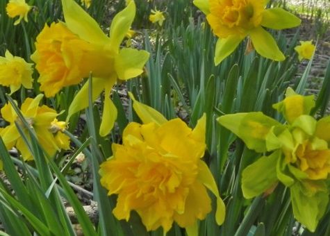 Daffodil Hike
