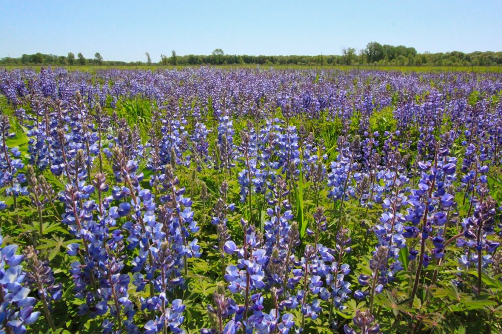 Indiana Dunes Flower Quest 1