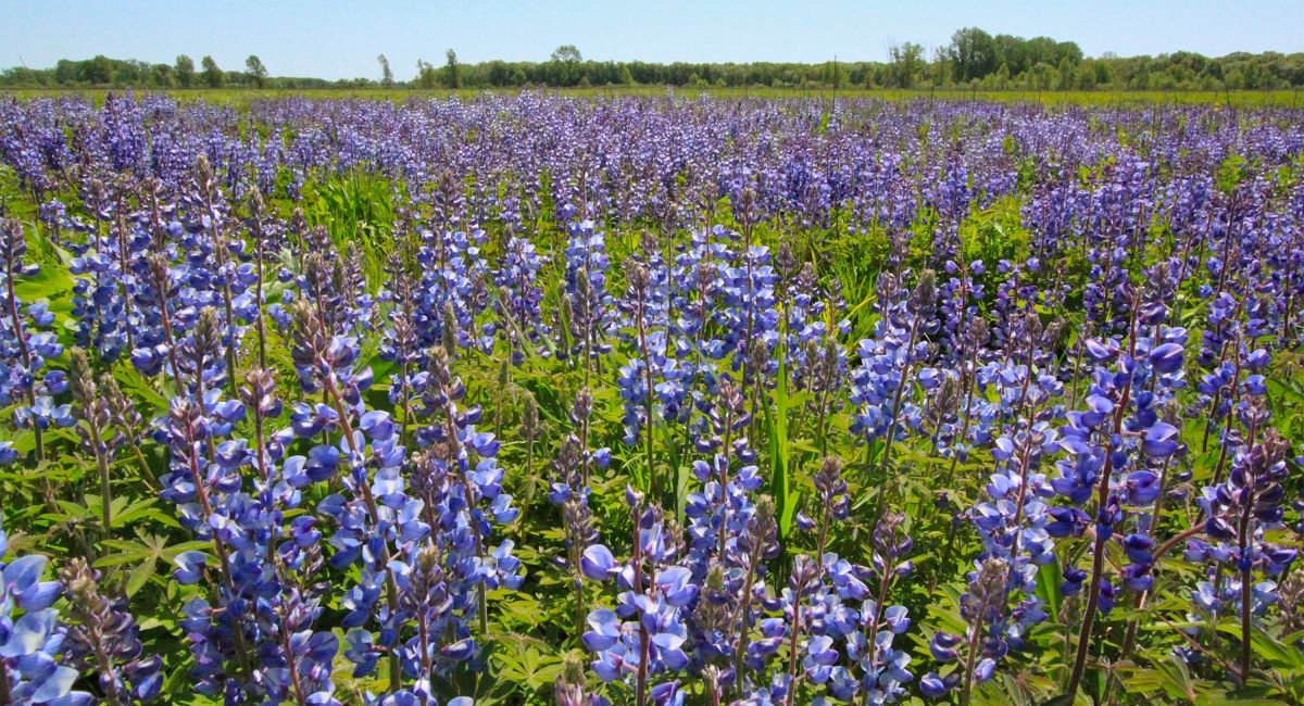 Indiana Dunes Flower Quest 1