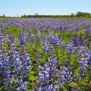 Indiana Dunes Flower Quest 1