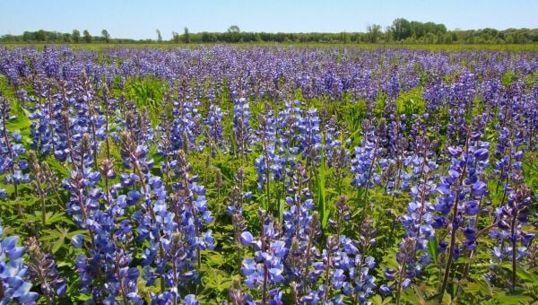 Indiana Dunes Flower Quest 1