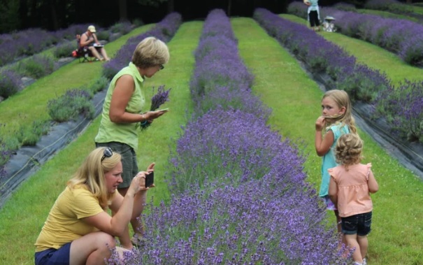 Lakeside Lavender and Herbs