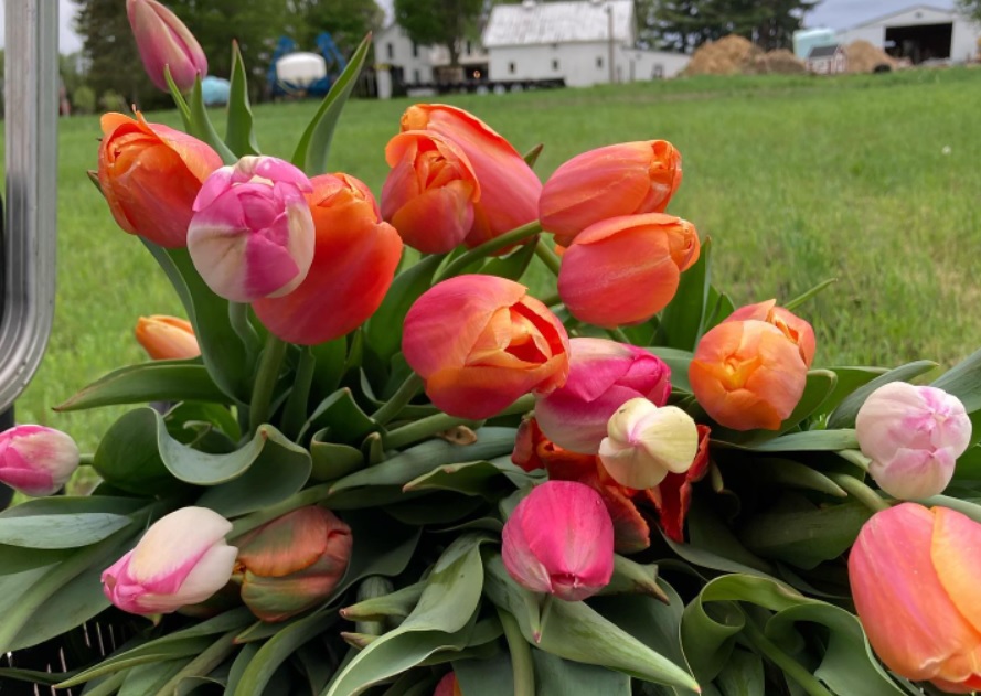 Minich Farms Flower Patch