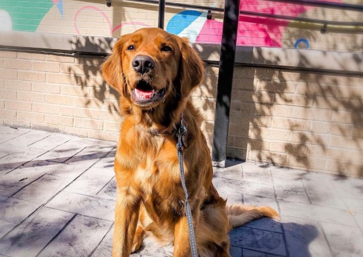 Take Your Dog to Leeds Public House