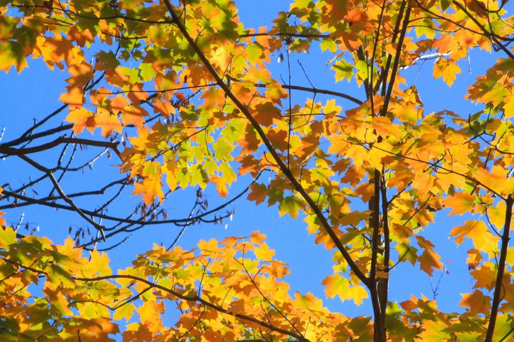 View Fall Colors along Highway 12