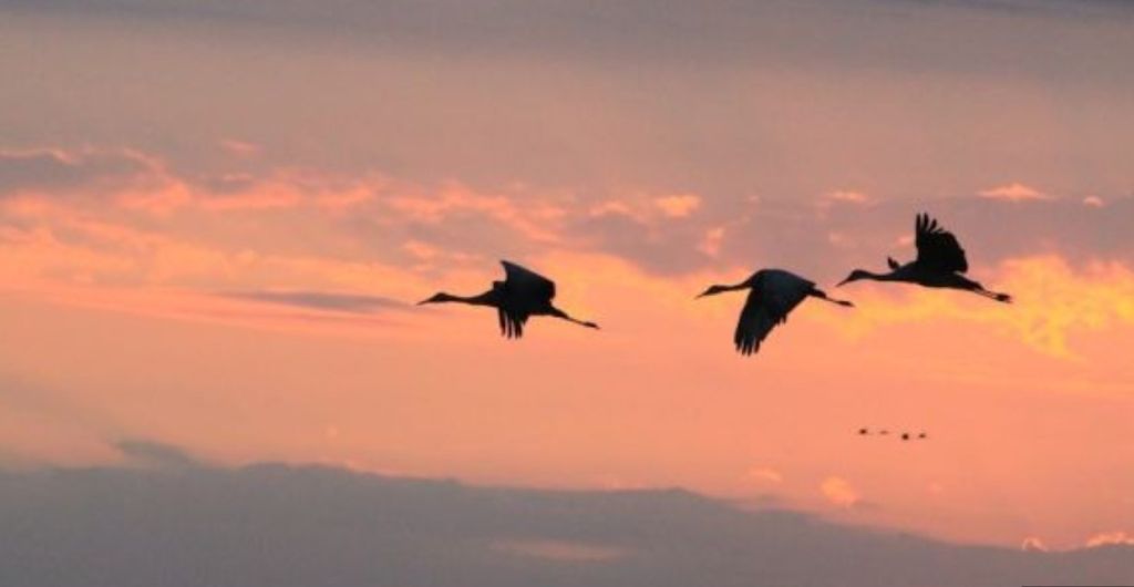 View Thousands of Sandhill Cranes