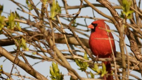 Christmas Eve Morning Bird Walk