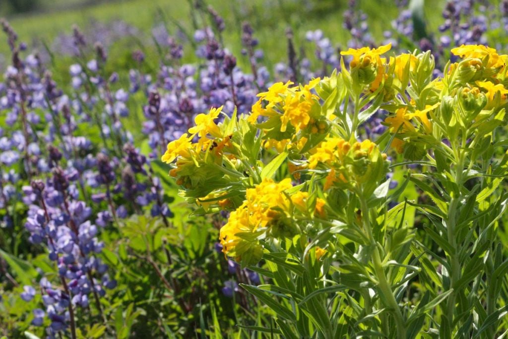 Indiana Dunes Wildflowers