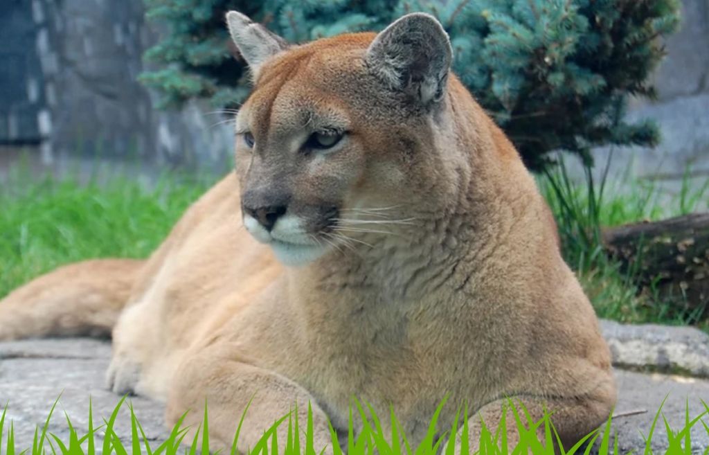 Instagram at Washington Park Zoo