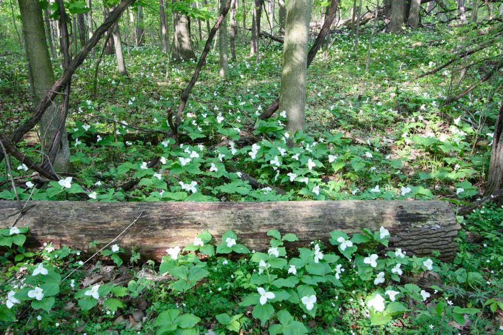 Top 15 Indiana Dunes Hiking Trails