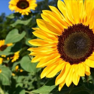 Best Fall Events in Indiana's Cool North
