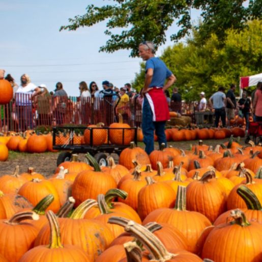 Fall Festival at Harvest Tyme Family Farm