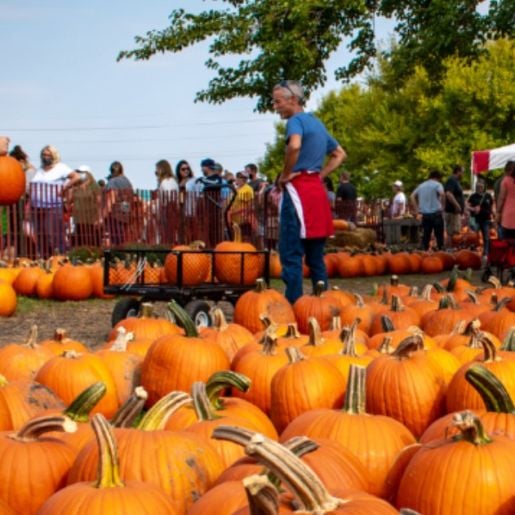 Fall Festival at Harvest Tyme Family Farm