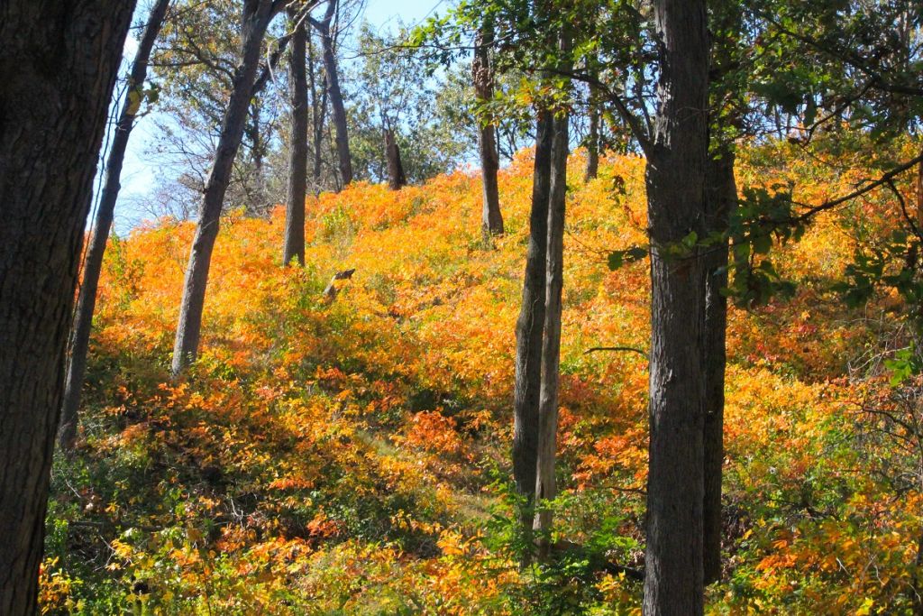 Fall Color Drives in the Indiana Dunes 1
